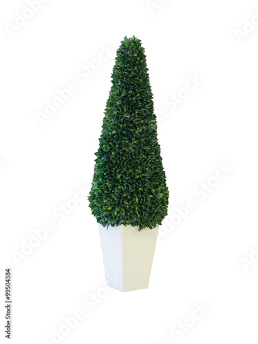 Tree in pot isolated on white background with clipping path
