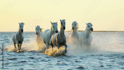 Cowboy Camargue rider animal horse sunrise galloping sea 