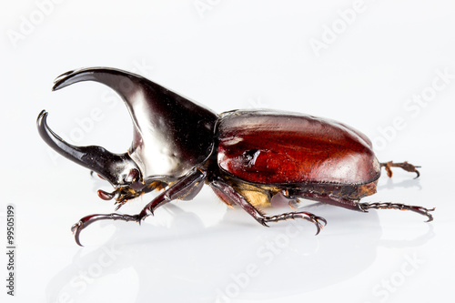 Beetle in a white background © pun483