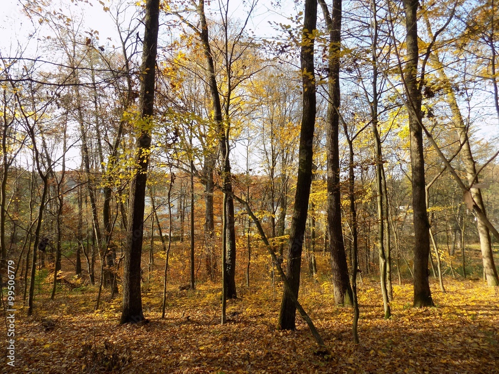 Fototapeta premium Deciduous forest in fall