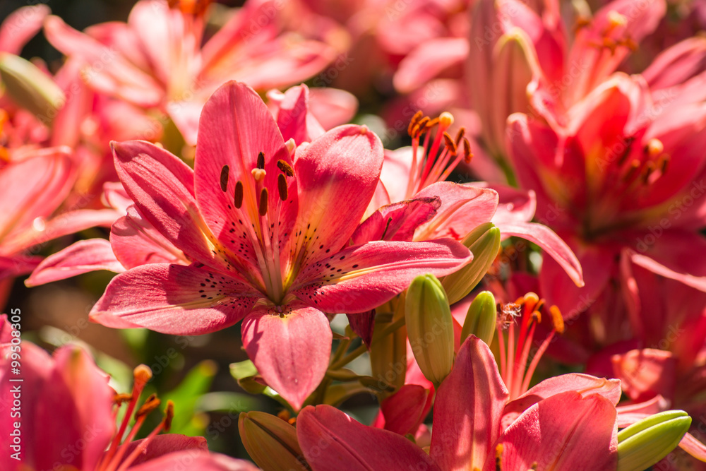 Close up of Lillies