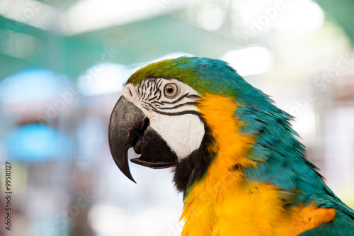 close up of blue-and-yellow macaw (Ara ararauna) © sanchairat