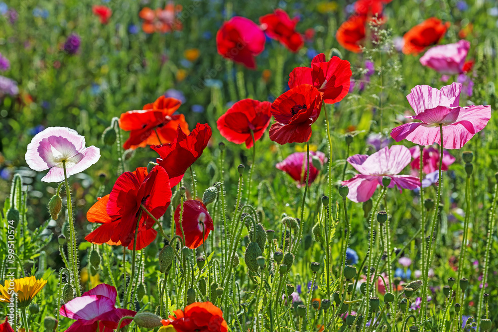 Obraz premium spring meadow with red poppies