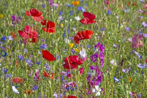 Fototapeta Naklejka Na Ścianę i Meble -  spring meadow with red poppies
