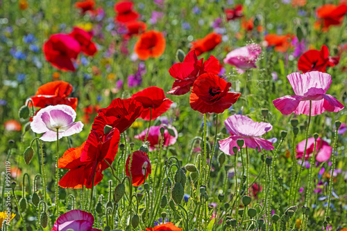 Fototapeta Naklejka Na Ścianę i Meble -  spring meadow with red poppies