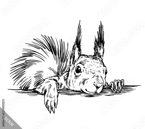black and white engrave isolated squirrel illustration