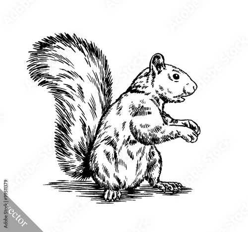 black and white engrave isolated squirrel illustration