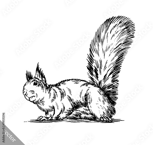 black and white engrave isolated squirrel illustration