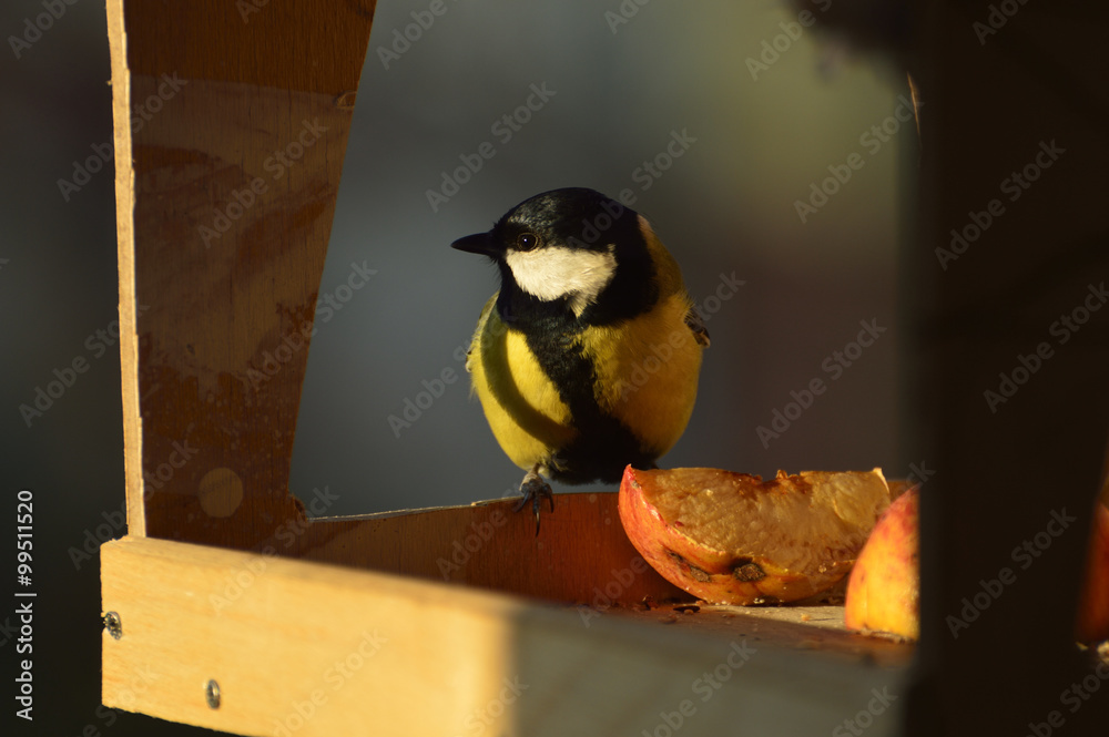 Obraz premium tit for feeder