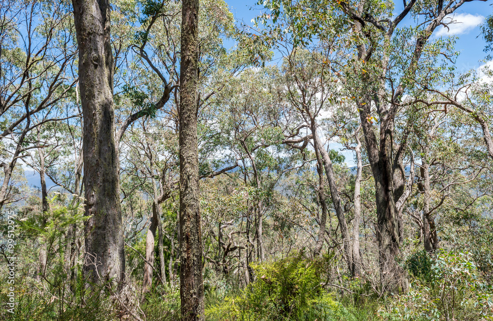 Forest in Victoria, Australia