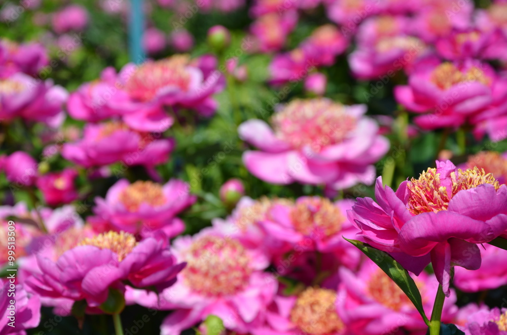 Blooming pink peony flowers Blooming pink peony flowers