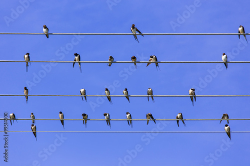 Swallows gather and relax on the parallel wires like a music sheet at summer with clear blue sky