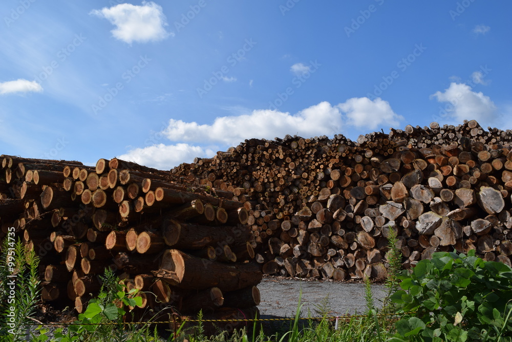 大量に積まれた丸太／山形県の庄内地方で、大量に積まれた丸太を撮影した写真です。丸太の大きさは、直径約２０ｃｍ～８０ｃｍ位で、約８割が杉の丸太です。