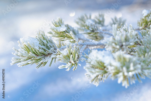 Frosty snow covered spruce twig during winter