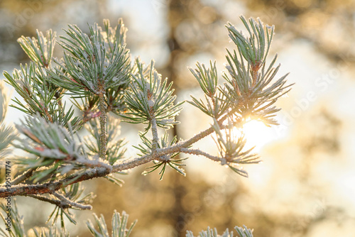 Sunlight thru spruce branch covered in frost during a cold winte