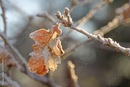 Frozen oak leaf in sunlight...