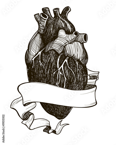 Human anatomical heart