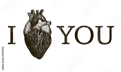 Human anatomical heart