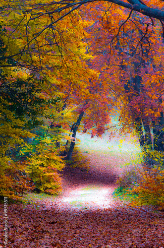 Autumn in The Forest
