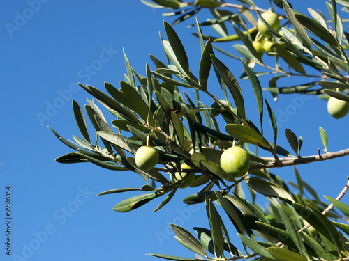 Olive tree branch with olive fruits