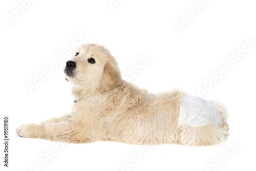 Fototapeta Naklejka Na Ścianę i Meble -  Golden retriever puppy in dog diapers looks down. Isolated on white.