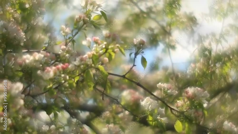 Adorable pear tree with sunlit pink and white blossom and green leaves, waving on white and blue foggy background in fairy tale style for dreamy mood. Fantasy view of lyric nature in amazing full HD. Adorable pear tree with sunlit pink and white blossom and green leaves, waving on white and blue foggy background in fairy tale style for dreamy mood. Fantasy view of lyric nature in amazing full HD.