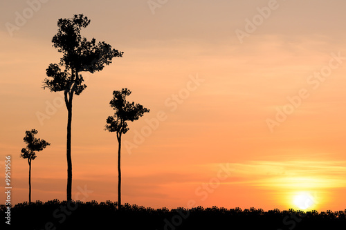 Tree silhouette Sunset background