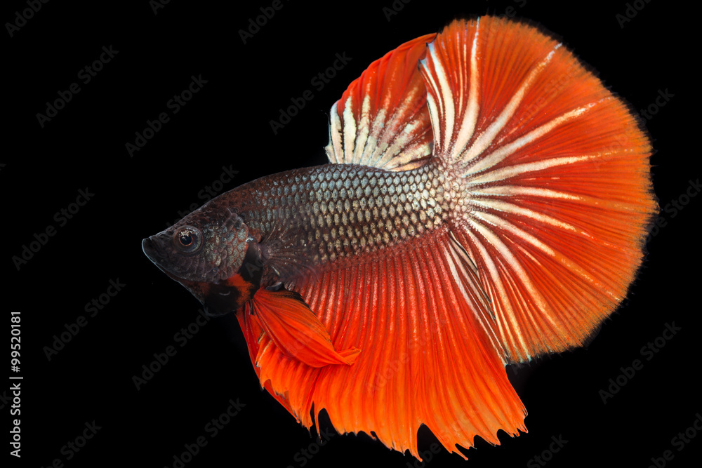 Thai fighting fish Thai fighting fish
