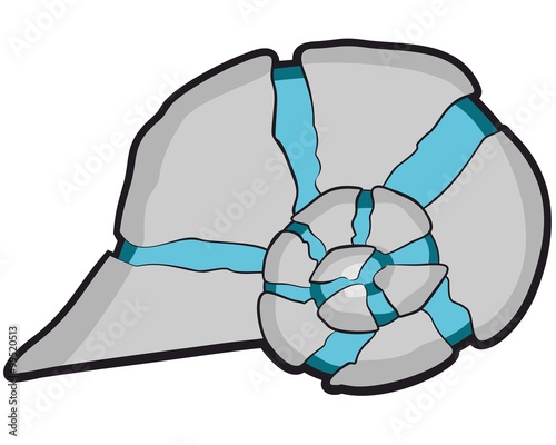 conch snails