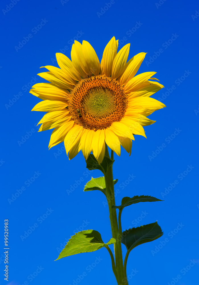 Beautiful sunflower and bee with clear blue sky background Beautiful sunflower and bee with clear blue sky background