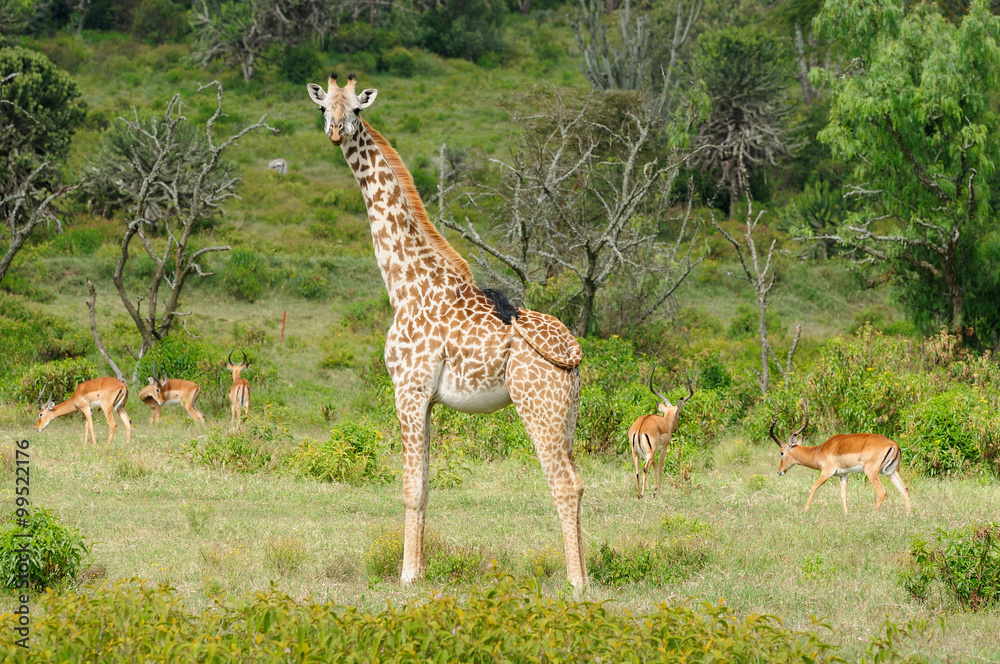 Naklejka premium Wildlife Giraffe in Africa
