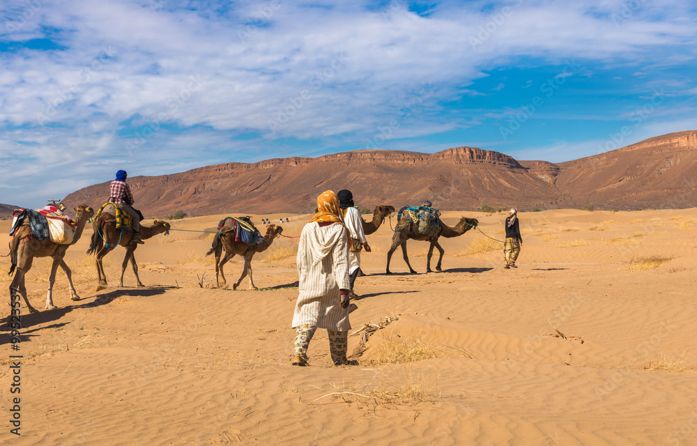 Fototapeta premium camel caravan going through the desert, Morocco