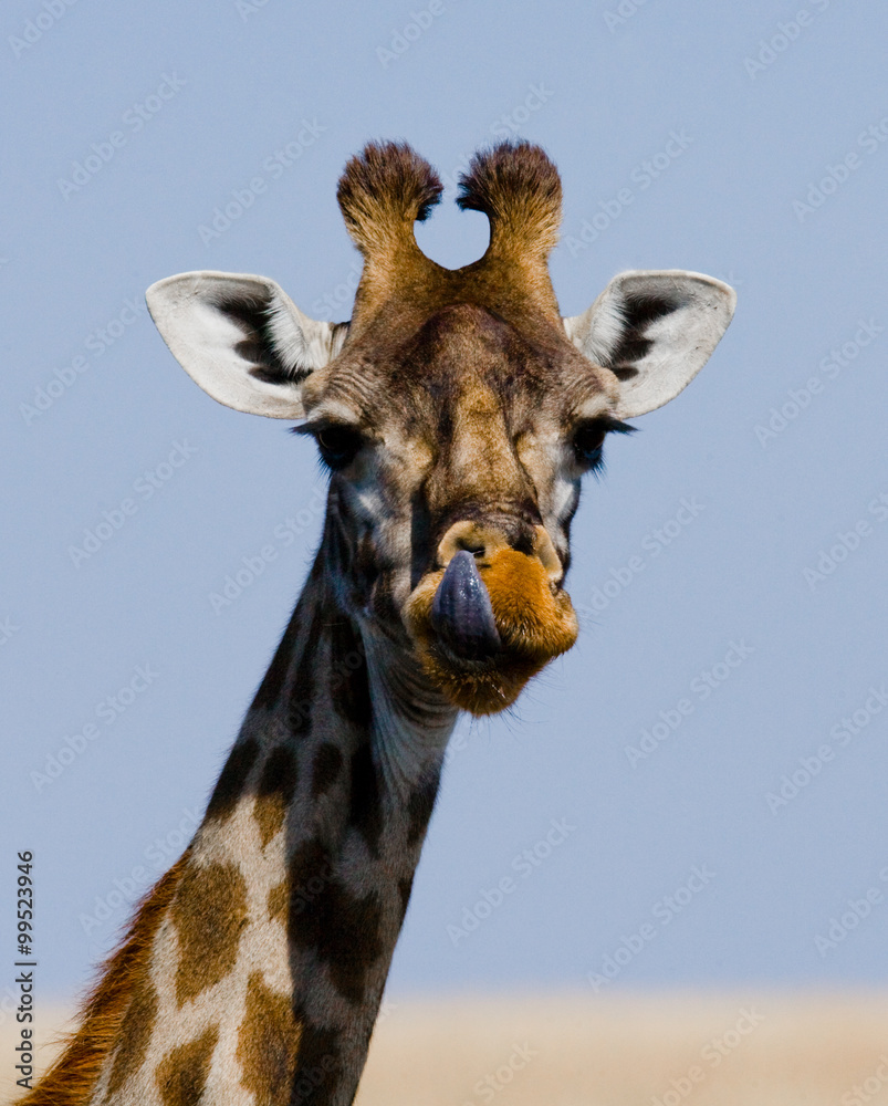 Fototapeta premium Portrait of a giraffe. Kenya. Tanzania. East Africa. An excellent illustration.