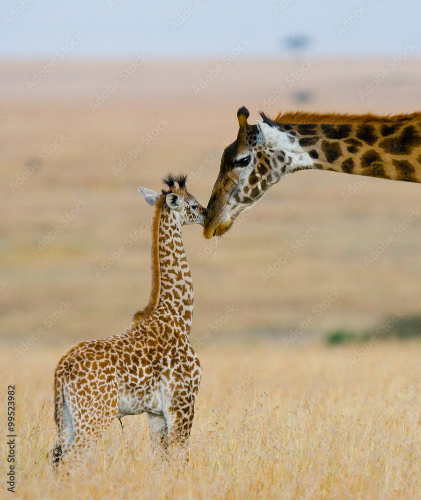 Fototapeta premium Female giraffe with a baby in the savannah. Kenya. Tanzania. East Africa. 