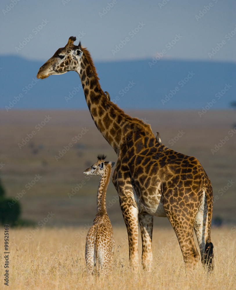 Obraz premium Female giraffe with a baby in the savannah. Kenya. Tanzania. East Africa. An excellent illustration.