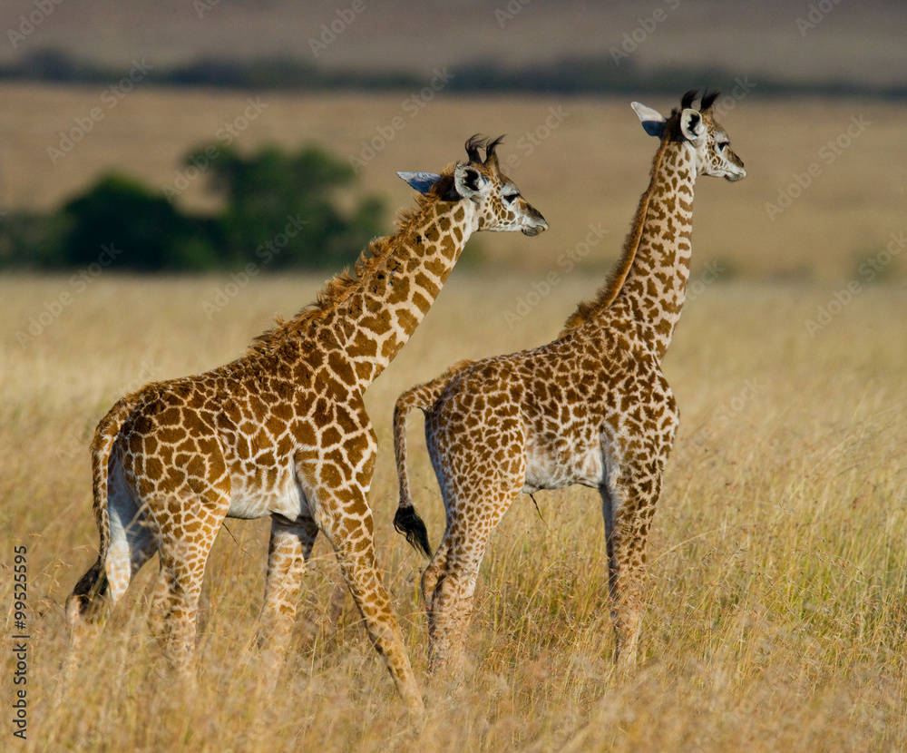 Obraz premium Two baby giraffes in savanna. Kenya. Tanzania. East Africa. An excellent illustration.