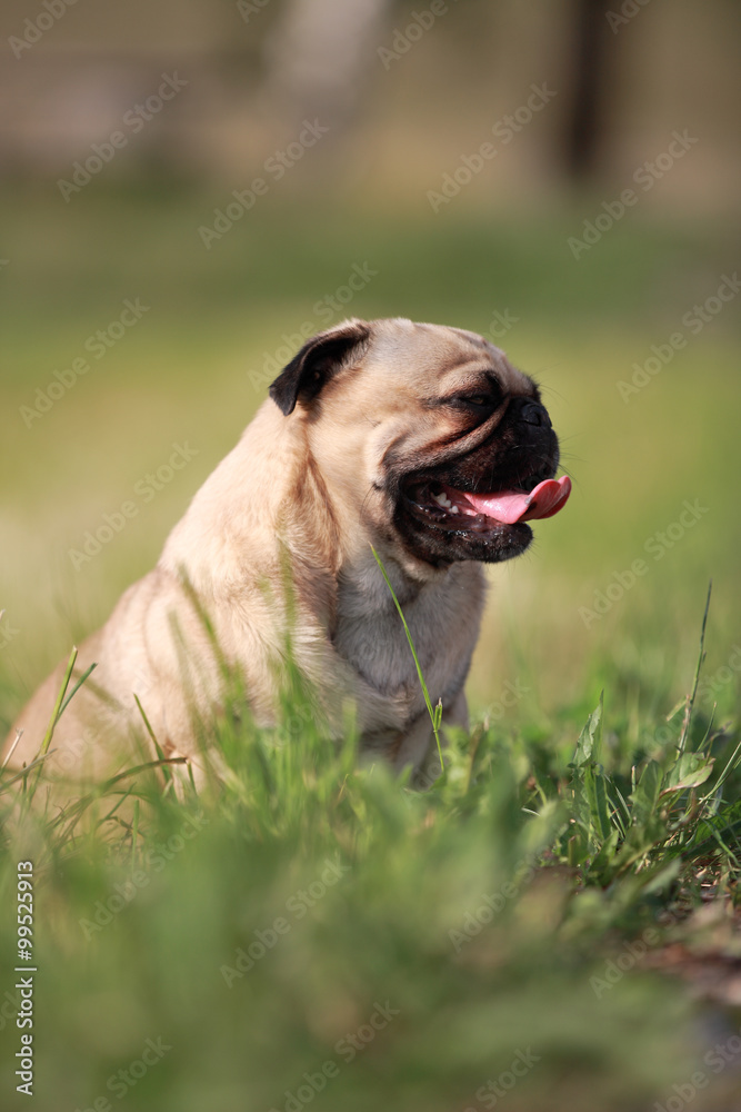 Mops Mops
