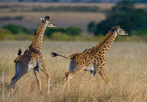 Two baby giraffe in savanna. Kenya. Tanzania. East Africa. An excellent illustration