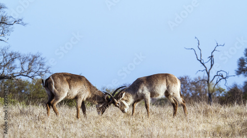Fototapeta Naklejka Na Ścianę i Meble -  Waterbuck in Kruger National park