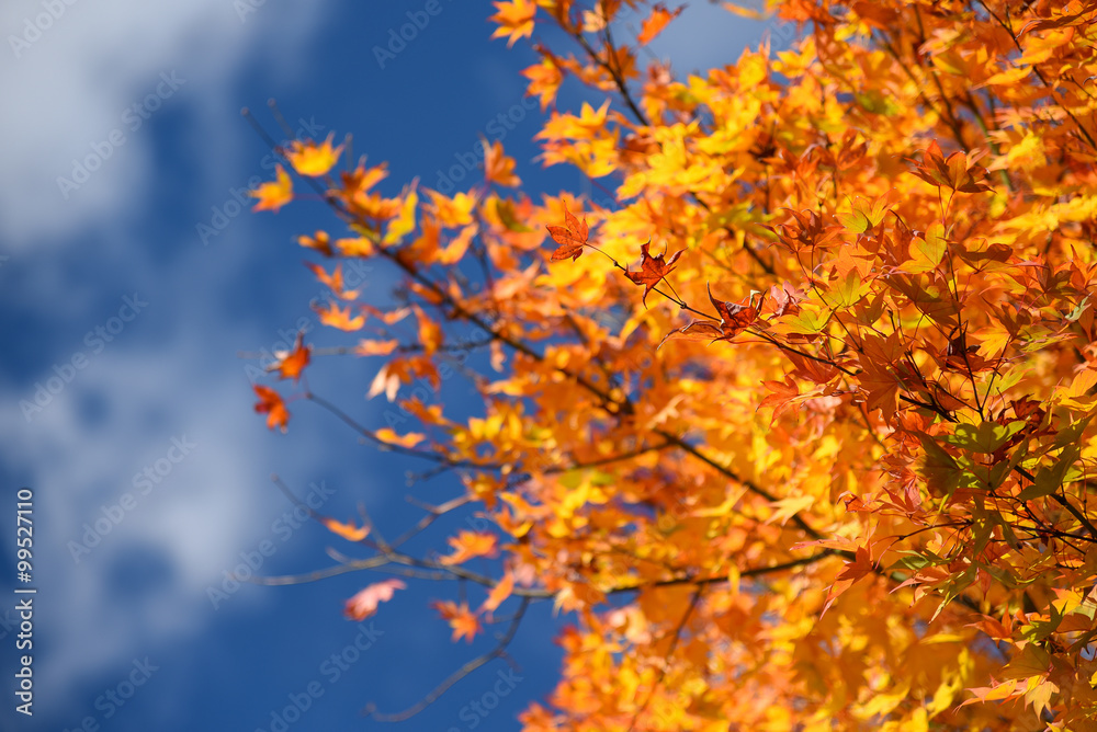 Yellow maple leaves in autumn Yellow maple leaves in autumn