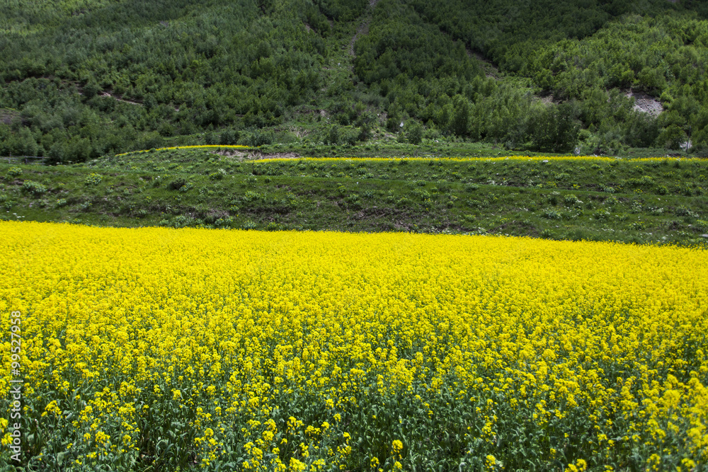 A field of rapeseed in full bloom