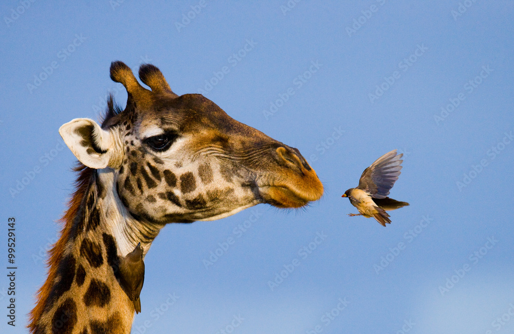 Giraffe with bird. A rare photograph. Kenya. Tanzania. East Africa. An excellent illustration. - obrazy, fototapety, plakaty 