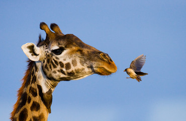 Leinwandbilder Giraffe Giraffe mit Vogel in Ostafrika  © gudkovandrey