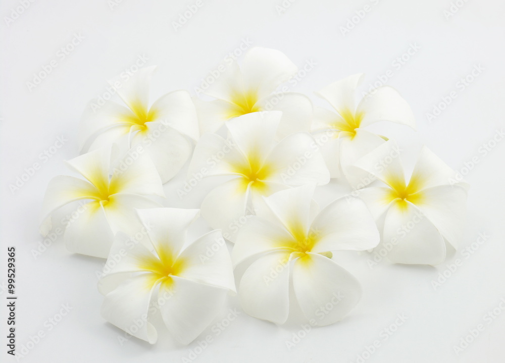 White flower isolate. White flower isolate.