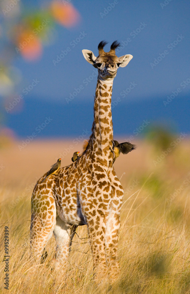 Naklejka premium Baby giraffe in savanna. Kenya. Tanzania. East Africa. An excellent illustration.