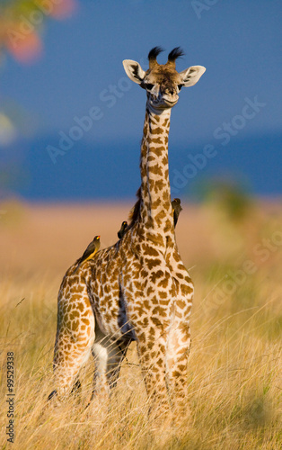 Baby giraffe in savanna. Kenya. Tanzania. East Africa. An excellent illustration.