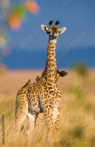 Baby giraffe in savanna. Kenya. Tanzania. East Africa. An excellent illustration.