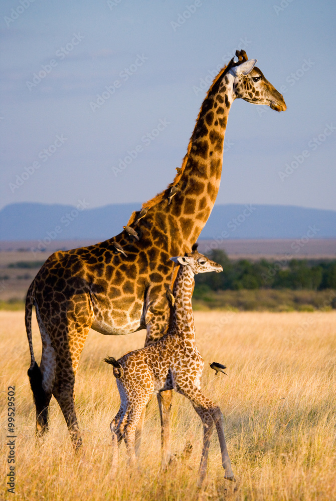 Naklejka premium Female giraffe with a baby in the savannah. Kenya. Tanzania. East Africa. 