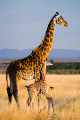 Leinwandbilder Giraffe Giraffenkuh mit Kalb in Kenia  © gudkovandrey