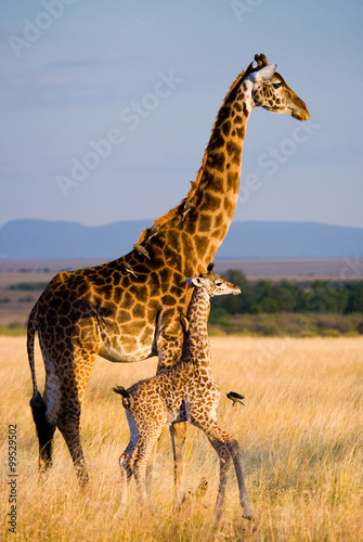 Female giraffe with a baby in the savannah. Kenya. Tanzania. East Africa. 